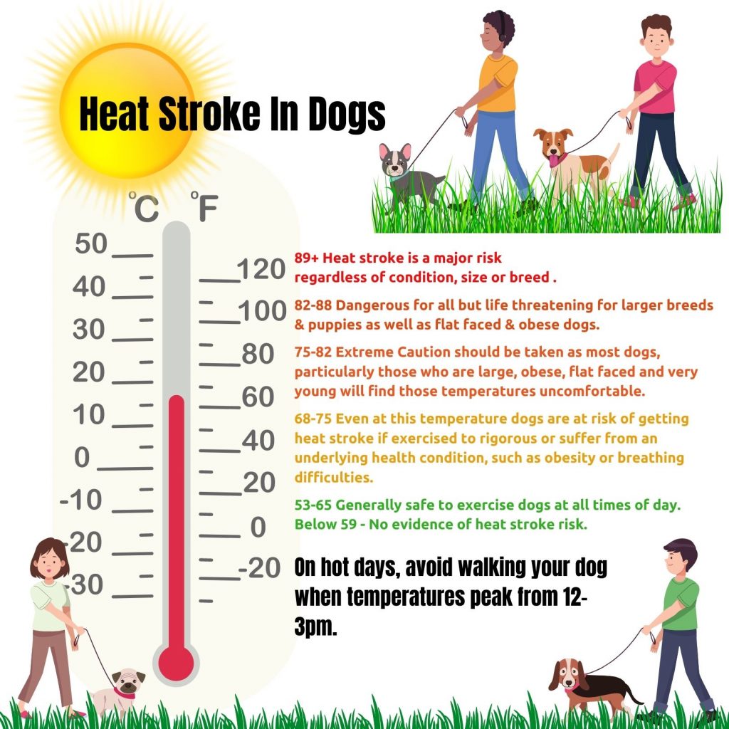 INVMA It’s Getting Hot Outside Tips To Keep Your Pet’s Cool this Summer